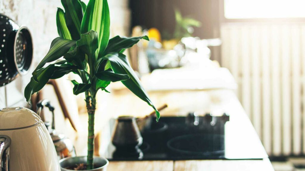 plante-cuisine