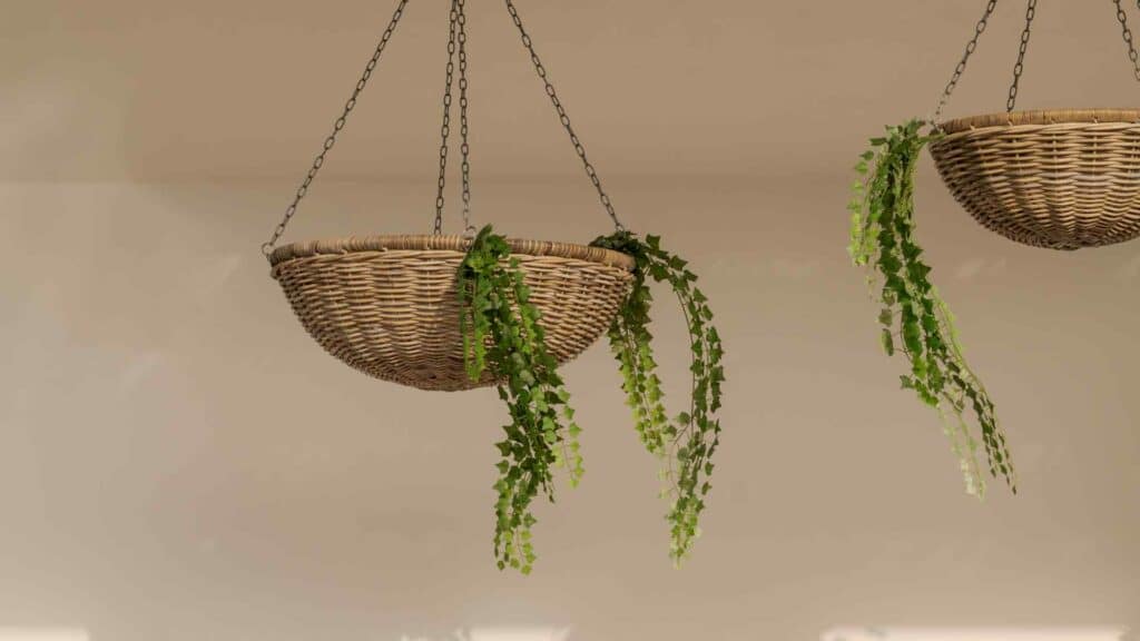 plante-suspendue